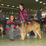 leonberger Sedmidomky