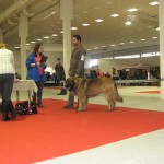 leonberger Sedmidomky