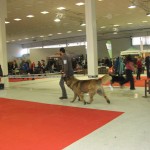 leonberger Sedmidomky