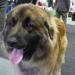 leonberger Sedmidomky