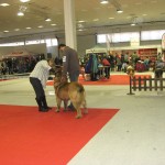 leonberger Sedmidomky