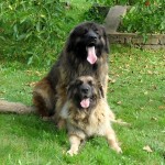 leonberger