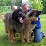 leonberger