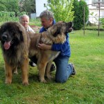 leonberger