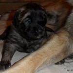 leonberger Sedmidomky