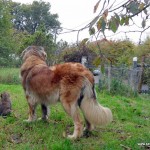 leonberger Ginger Sedmidomky