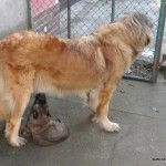 leonberger sedmidomky