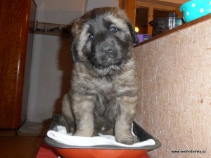 puppy leonberger 