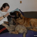 leonberger Sedmidomky