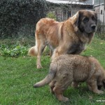 leonberger Sedmidomky