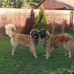 leonberger Sedmidomky