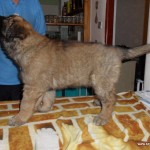 leonberger Sedmidomky