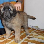 leonberger Sedmidomky