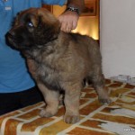 leonberger Sedmidomky