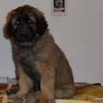 leonberger Sedmidomky