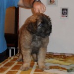 leonberger Sedmidomky