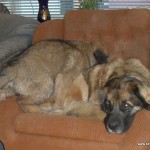 leonberger Sedmidomky