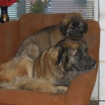 leonberger Sedmidomky