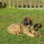 leonberger Sedmidomky