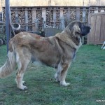 leonberger Sedmidomky