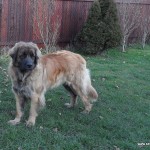 leonberger Sedmidomky