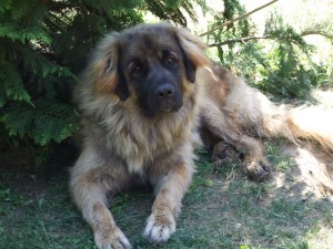 leonberger Fabre Sedmidomky 1y.