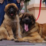 leonberger Sedmidomky