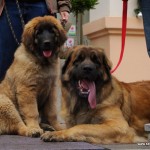 leonberger Sedmidomky