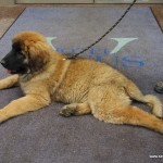 leonberger Sedmidomky