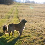 leonberger Sedmidomky