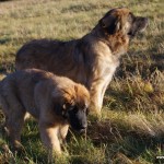 leonberger Sedmidomky