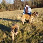 leonberger Sedmidomky