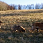 leonberger Sedmidomky