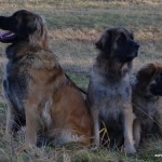 leonberger Sedmidomky