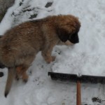 leonberger Sedmidomky