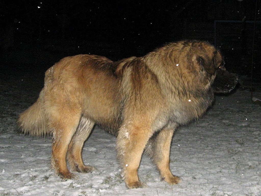 leonberger Frodo Sedmidomky