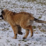 leonberger sedmidomky