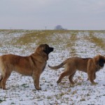 leonberger sedmidomky