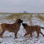 leonberger Sedmidomky