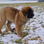 leonberger sedmidomky