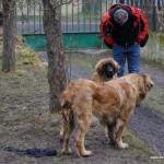 leonberger Sedmidomky