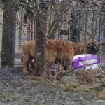 leonberger Sedmidomky