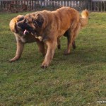 leonberger