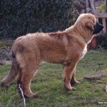 leonberger sedmidomky