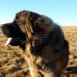 leonberger Sedmidomyk