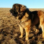 leonberger