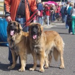 leonberger