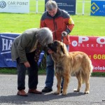 leonberger