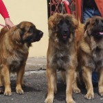 leonberger