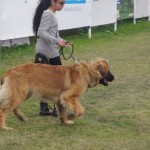 leonberger